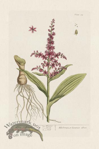 BEE 074 White Hellebore